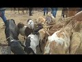 Feira de cabras e ovelhas na cidade de Barra de Santa Rosa-PB