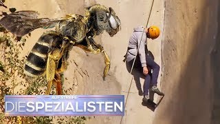 Bienen-Angriff: Unerfahrener Kletterer erleidet Schock an der Felswand | Die Spezialisten | SAT.1 TV Bienen-Angriff: Unerfahrener Kletterer erleidet Schock an der Felswand | Die Spezialisten | SAT.1 TV