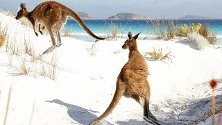 I Wanna Red Kangaroo For Christmas - By Rusty Cline