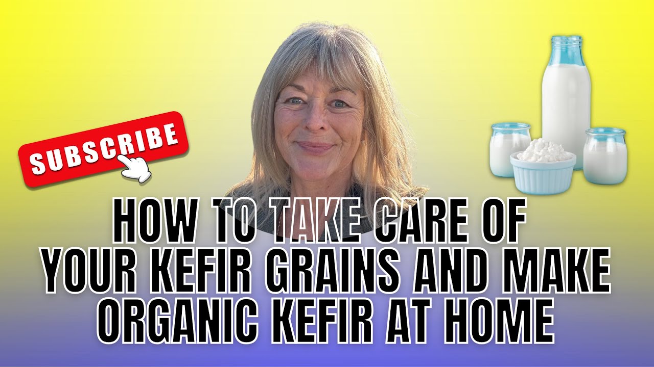 How to take care of your kefir grains. Making organic kefir at home!