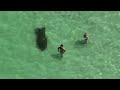 Entertaining reactions from people at the beach being startled by manatees this past year