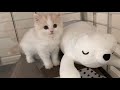 🍋子猫がはじめて家に来た日