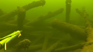 Подводная охота.  Обитатели подводного леса