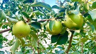 Granny Smith Apples Are Ready