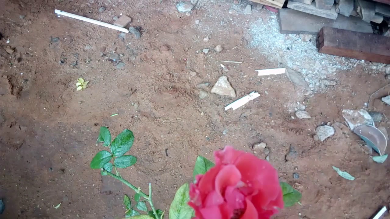 How do make new rose plant ( Tamil) YouTube