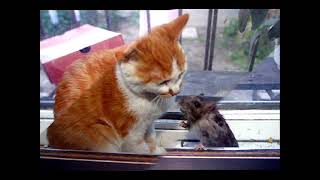 The Useless Cat screenshot 3