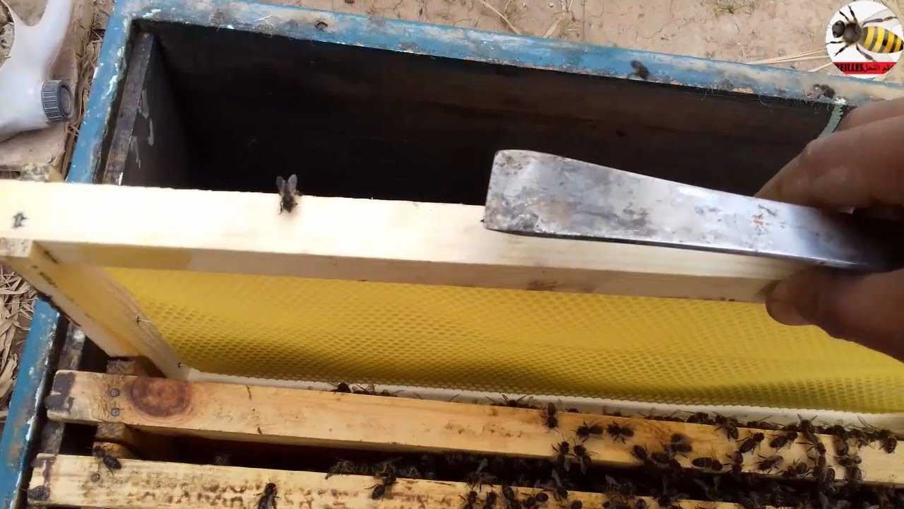Add wax frame for bees/ 2021طريقة اضافة اطارات شمع الأساس