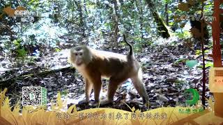 《秘境之眼》 北豚尾猴 20200123| CCTV