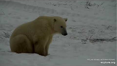 Polars at TBL South P1 Explore.org 11/17/25