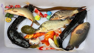 Kem Chanel lái xe công nông bắt ác trong chum, cá chép, cá trê, koi, rùa màu sắc, cá moly, cá ranchu