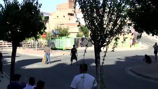 2 Toros en el Barranco de Ribaforada, Ganadería Hnos Gracia.