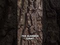 Aldabra Tortoises Live Over 150 Years, Longer Than Humans