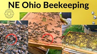 Beekeeping in Ohio & VSH Updates ! !