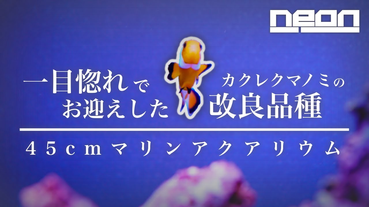 【生体お迎え】あの「天才」の名を冠したカクレクマノミの改良品種！【 ne0n 】 #アクアリウム #マリンアクアリウム #海水魚水槽