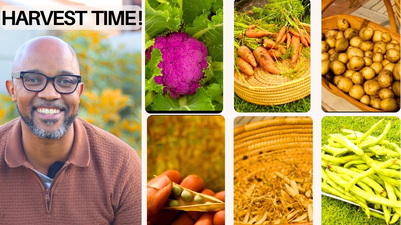 День урожая в саду 🌱 | Бобы, картофель, морковь и горох