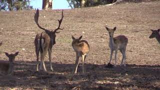 Fallow Deer Buck Mounting Doe&#39;s During The Rut #Trims