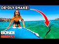 Bondi's Most DANGEROUS Animals
