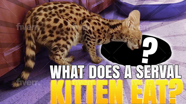 Watch the video about What Does A Serval Kitten Eat?