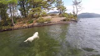 Giro Is Swimming Alongside The Canoe