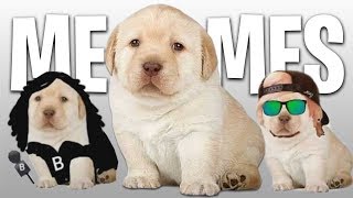 Download MEMES DEL PERRITO TRISTE Mp3 and Video MEMES DEL PERRITO TRISTE