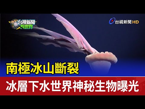南極冰山斷裂 冰層下水世界神秘生物曝光