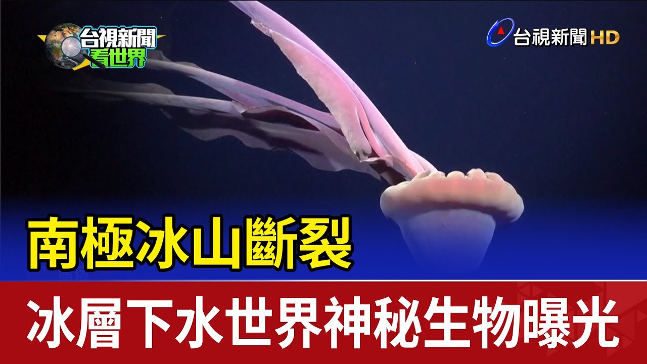 南極冰山斷裂 冰層下水世界神秘生物曝光