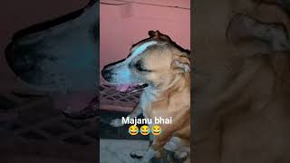 😜Dabbu bana majanu 😂 #shorts #viral #funny #dabbu #comedy #cute #pet #love #explorepage #youtuber