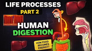 Life processes part-2/ Human Digestion 