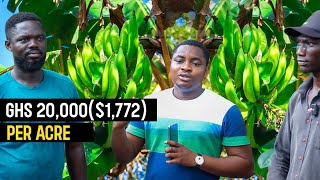 Plantain Farming Explained | How To Make a MINIMUM of GHS 20,000($ 1,772) per Acre - Beginners Guide screenshot 3