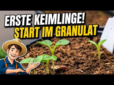 Sukkulenten & Keimlinge im Frühjahr: So wachsen sie im Granulat (Colomi)