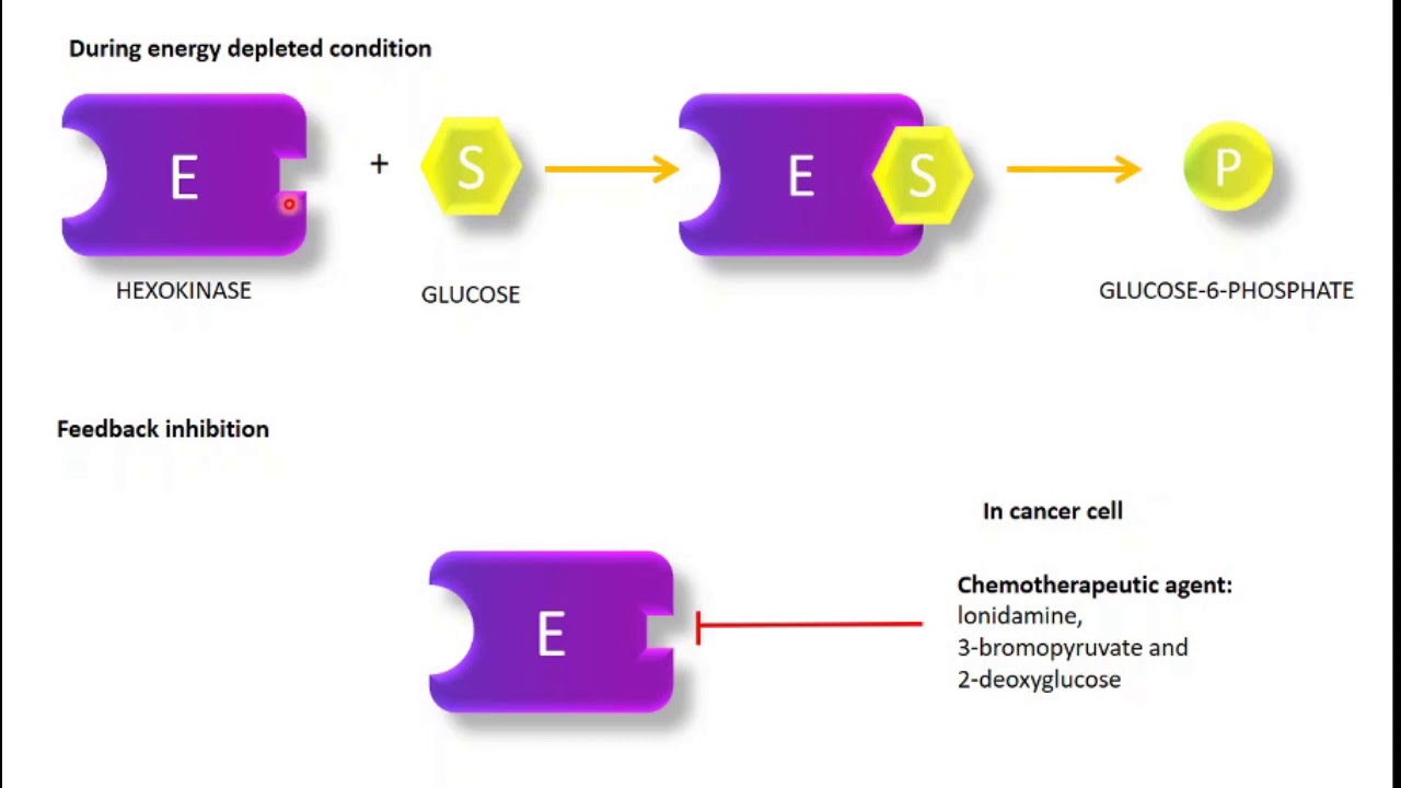 Regulation of Glycolysis Hexokinase and Glucokinase, PFK1, Pyruvate Kinase regulation. YouTube
