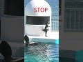 ラビーちゃん匠トレーナーさんファンサービス、後でSTOP、#shorts