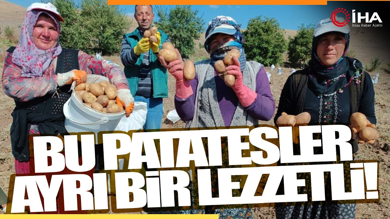 ‘Agria’ Cinsi Patateste Hasat Zamanı; Kilosu 13 TL