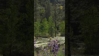 Earth's spring transformation 🌸 #Spring #AmericansNationalParks #Yosemite #Shorts