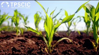 Indigenous Agricultural Practices: A Foundation for Sustainable Farming in the Pacific