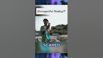 Disrespectful Monkey 🐒🍌 #ishowspeed #thailand
