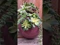 Last arrangement for the year ❤️ #happynewyear #plants #2026 #succulentarrangement