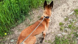 Merc. 29/05/2024 : Ulky : première découverte des chevaux   #rescuecatsanddogs #rescuedog #lozere