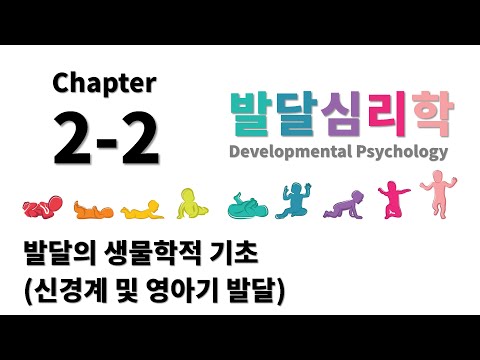 [발달심리학] Chapter 2-2.   발달의 생물학적 기초(신경계발달 및 영아기발달)