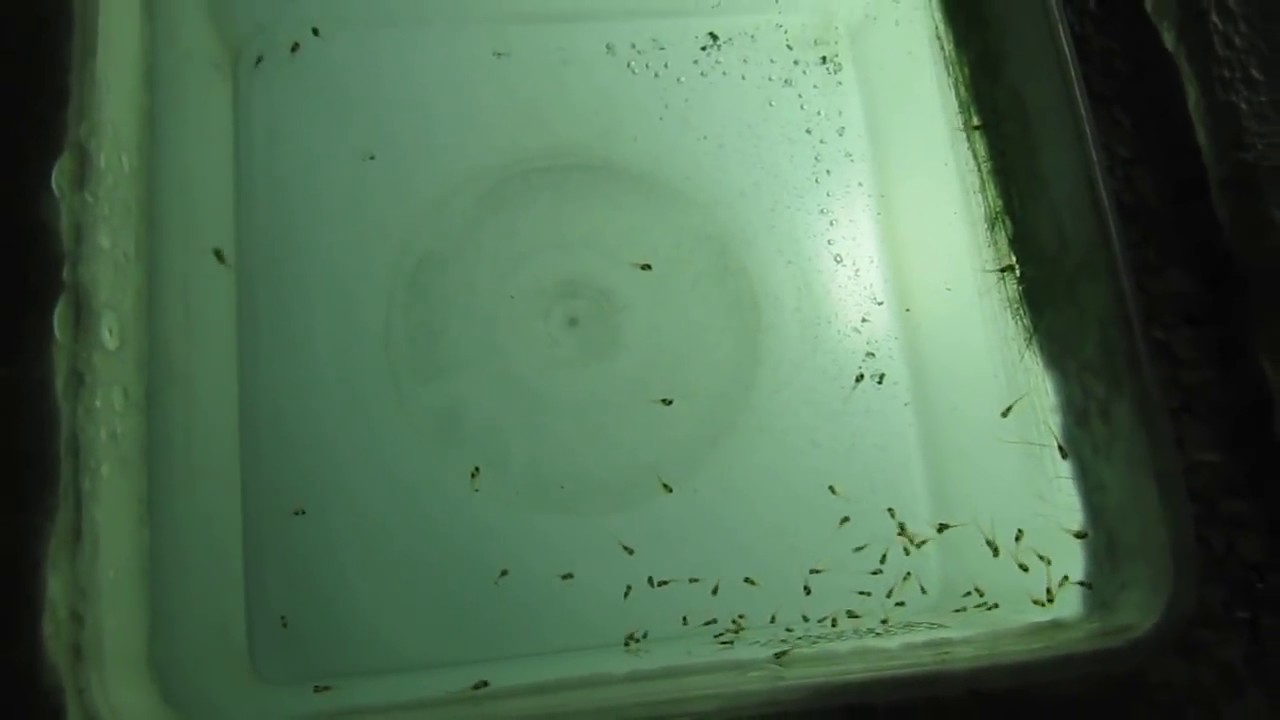 feeding discus wrigers YouTube