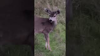 Cute Fawn Up Close!! (Cute Animal Video) #fawn #babyanimals #deer #babydeer #fawns #wildlife