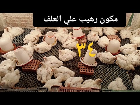 اقسم بالله مكون سحري علي العلف هيوصل الفرخه ٤ كيلو وتحدي ١٠٠ جرام منو بمعدل كيلو علف جربي بس كده 