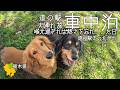 犬連れ旅・車中泊【道の駅きつれがわ】大反省！泣きながら高速飛ばして帰った日＜栃木の道の駅＞