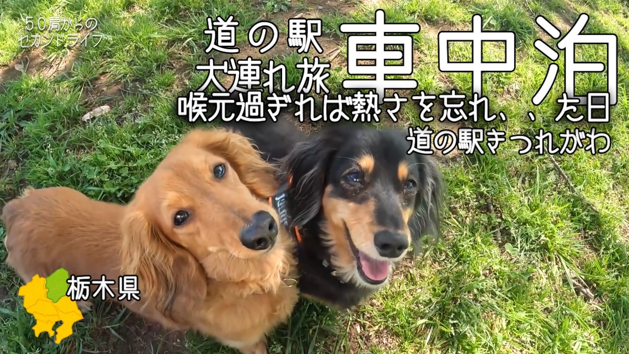 犬連れ旅・車中泊【道の駅きつれがわ】大反省！泣きながら高速飛ばして帰った日＜栃木の道の駅＞