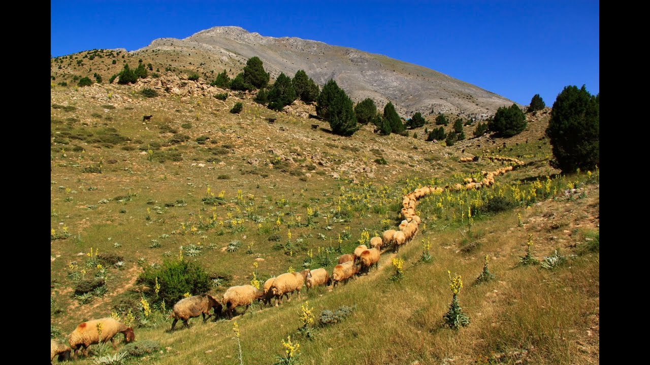 BİNBOĞA DAĞLARI,BİR GECE KAMP, AZGIN ÇOBAN KÖPEKLERİ, YAYLALAR, KAMP ATEŞİ, CAMPİNG, CAMP