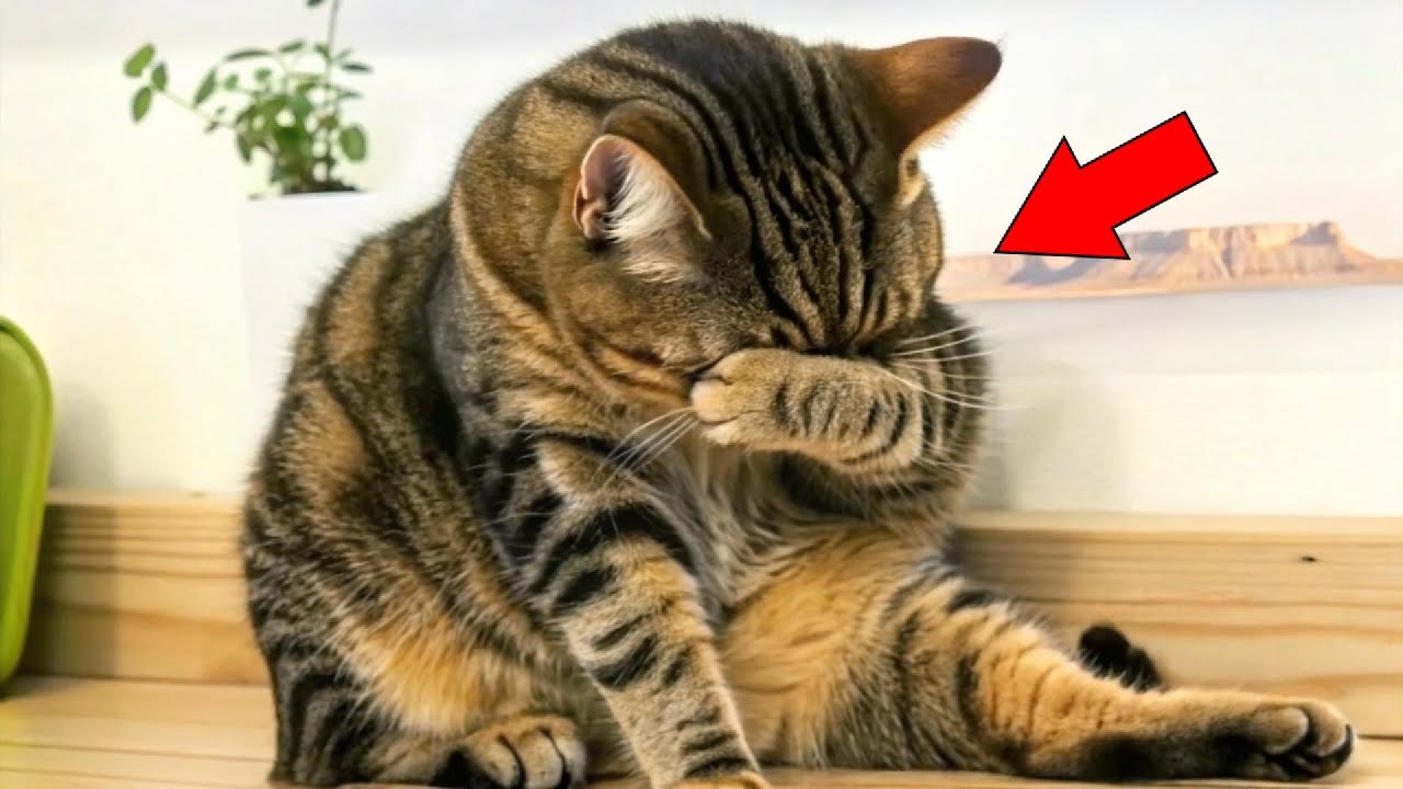 Кот плачет после смерти хозяина. Затем ветеринар смотрит на ошейник и восклицает «Боже мой!»