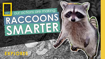 How our actions are making raccoons smarter | Webby Award Winner | Nat Geo Explores
