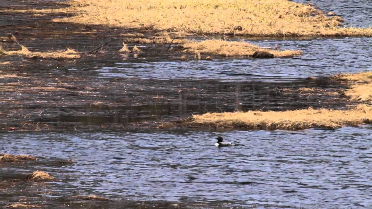 Howe Lake Howe Lake Looning - YouTube