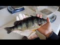 OSU Yellow Perch Research 300th video