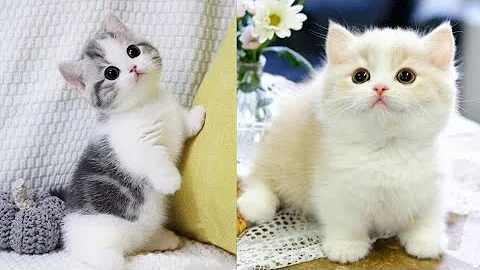 Watch the video about Baby cats 😺- cute and dogs 🐶 funny animal 😂🤣 2024 compilation #3 | vm animal